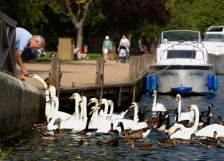 Feeding the ducks and swans on the River Thames